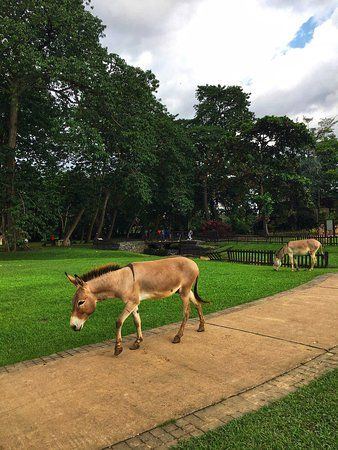 Agodi Gardens animals